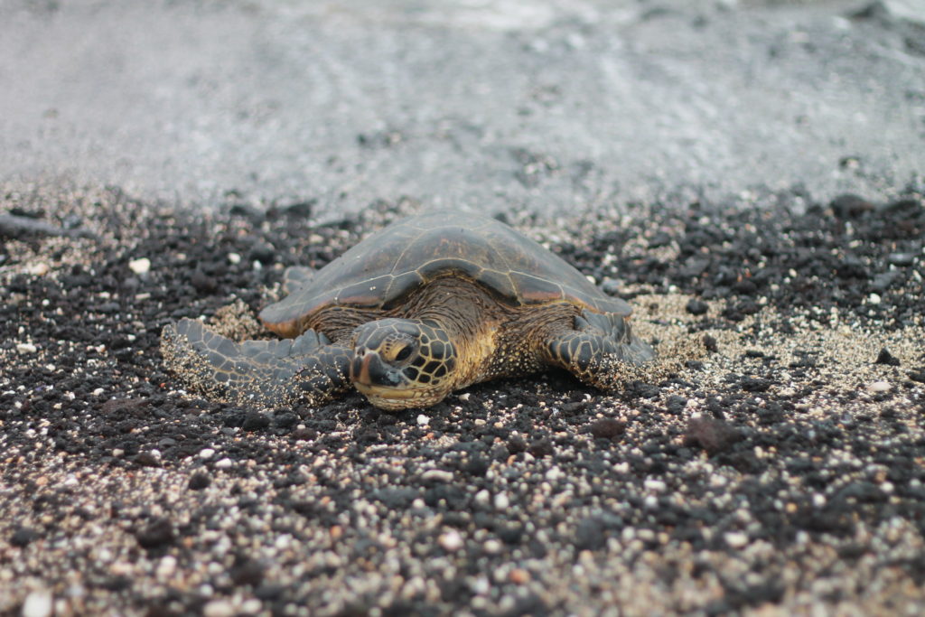 turtle island of hawaii